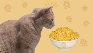 cat eating corn on the cob