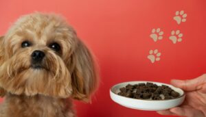 dog won't eat food