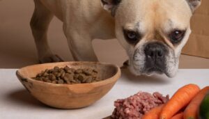 dog not eating