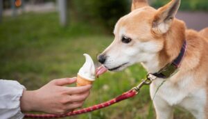 can dogs have vanilla ice cream