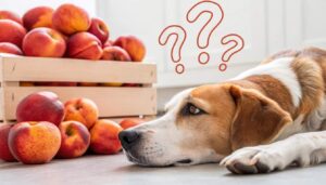 can dogs have nectarines