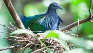 nicobar pigeon caloenas nicobarica