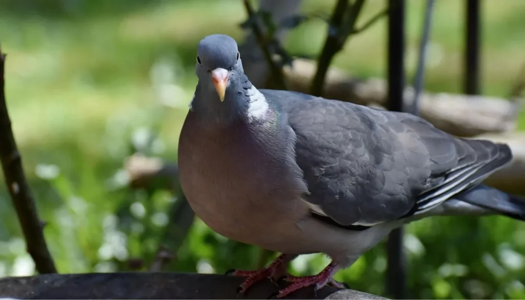 Pigeon Genetics and Aging Factors Pigeon Genetics and Aging Factors