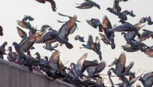 how to keep pigeons away
