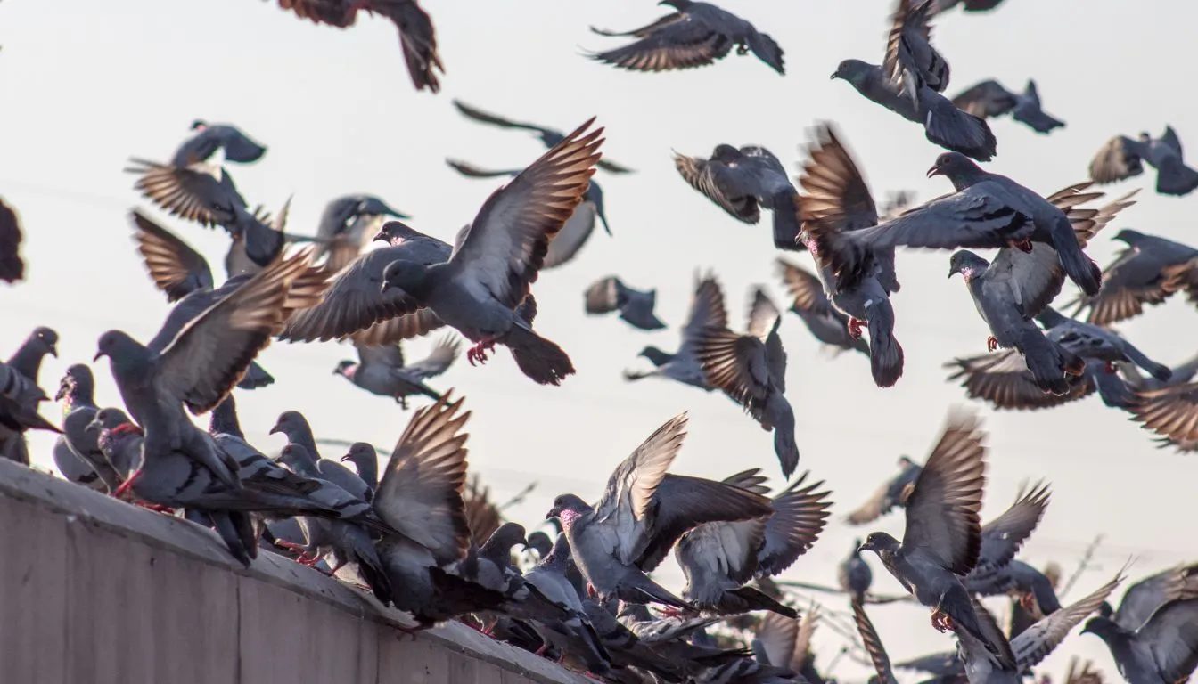 how to keep pigeons away