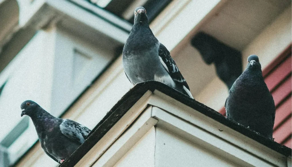 Professional Pigeon Control Experts