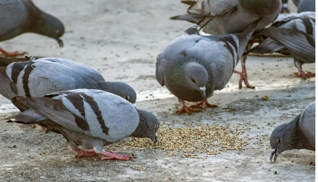 what do pigeons eat