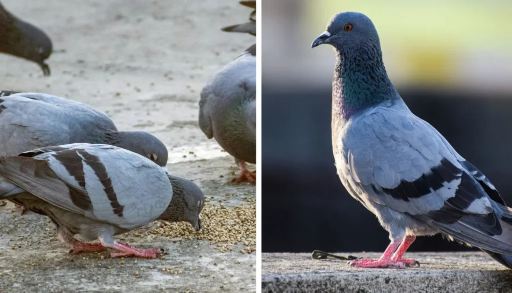 Pigeon Eating Habits Comparison