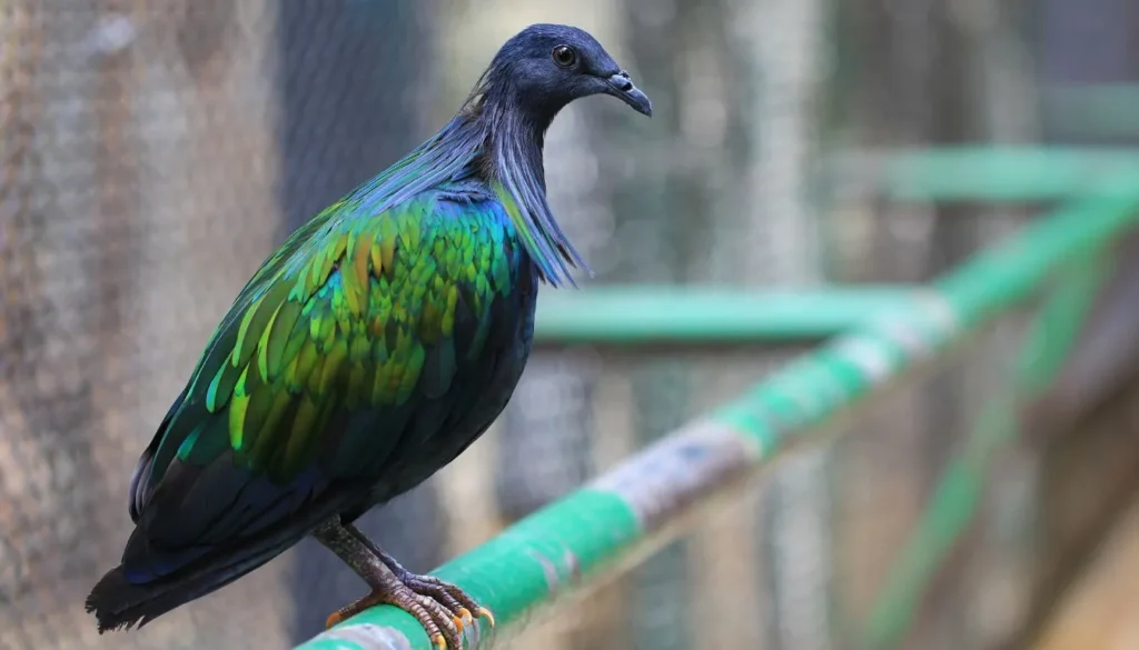 Nicobar Pigeon Ecosystem Interaction Nicobar Pigeon Ecosystem Interaction