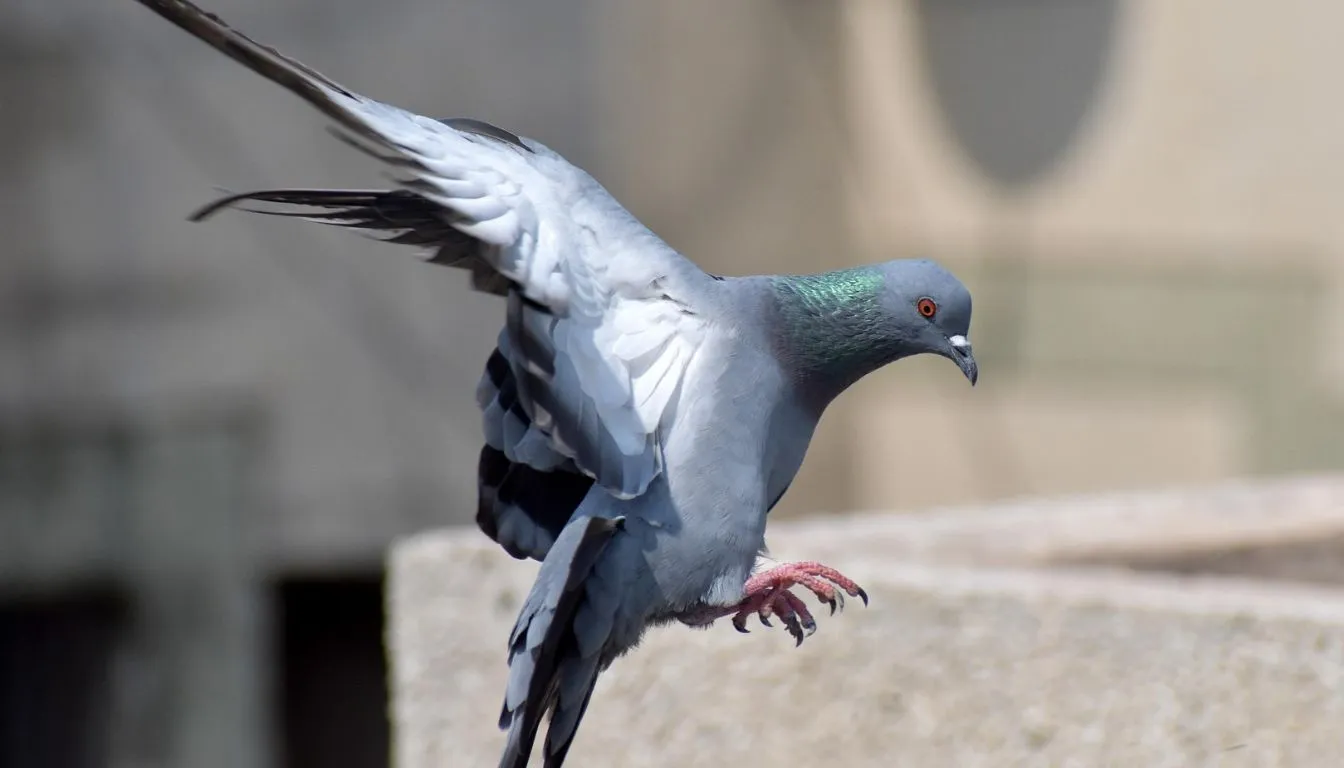 pigeon life span