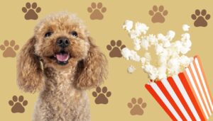 dogs and popcorn