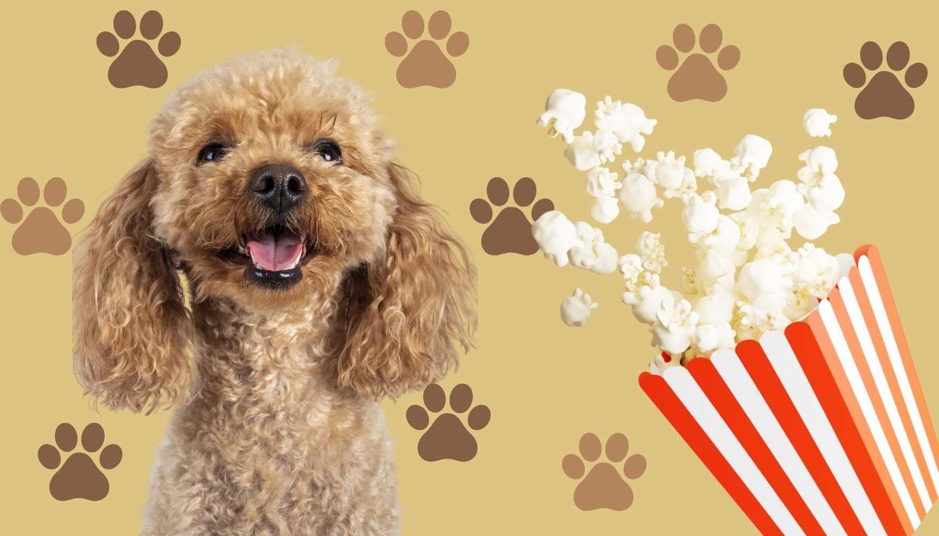 dogs and popcorn