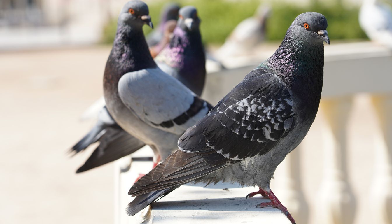 do pigeons mate for life