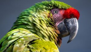 nice parrot names