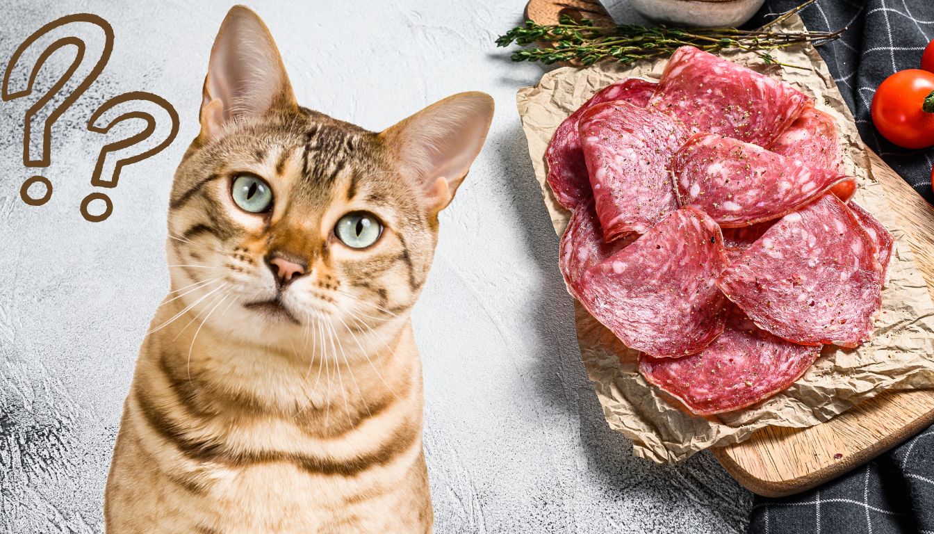 is ham bad for cats
