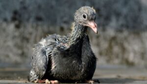 baby pigeon