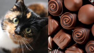 is chocolate bad for cats
