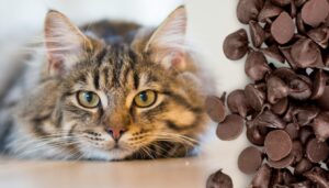 cats and chocolate poisoning