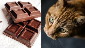 is chocolate ok for cats