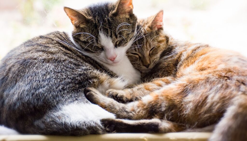 symptoms of chocolate poisoning in cats symptoms of chocolate poisoning in cats