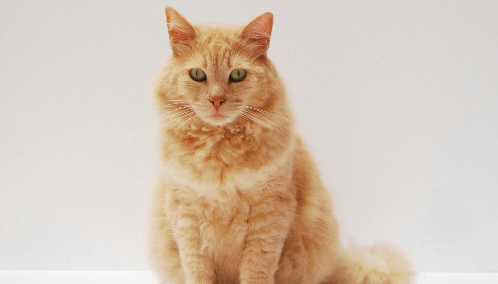 poisoning cat poisoning cat