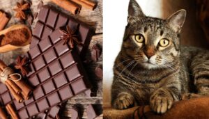 can chocolate kill cats