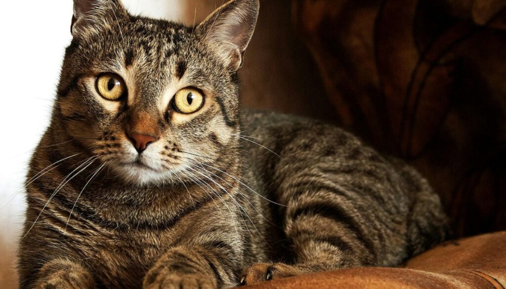 Preventing chocolate exposure in cats Preventing chocolate exposure in cats