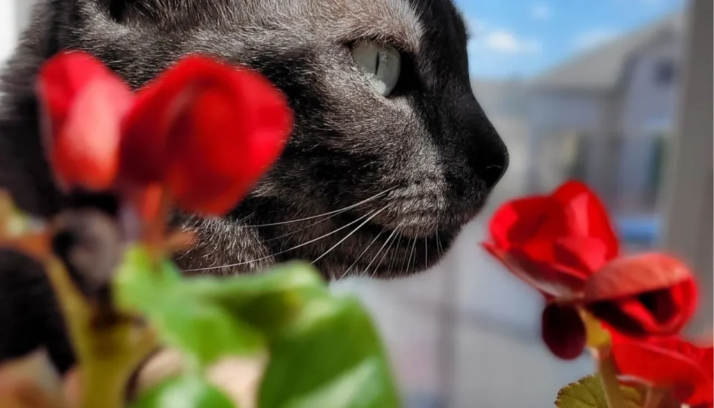 Cat-Safe Gardening Tips Cat-Safe Gardening Tips